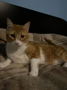 Tango