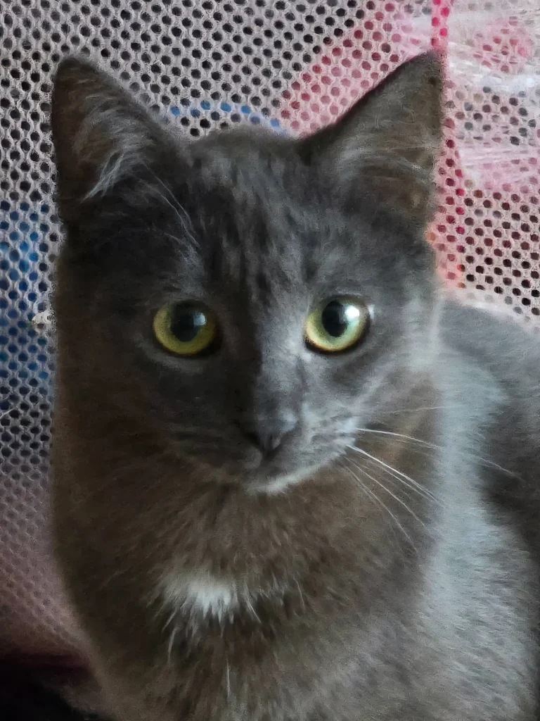 Grey