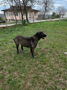 Alma