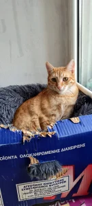 Simba