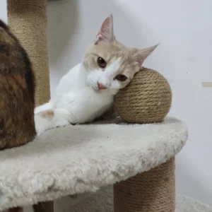Hugo