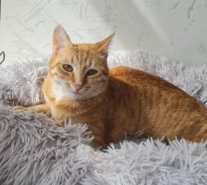 Simba