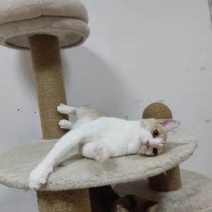Hugo