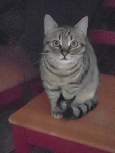 Tiko