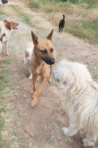 Diega