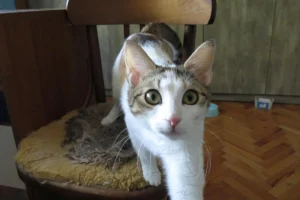 Samba