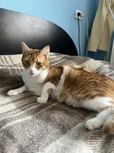 Tango