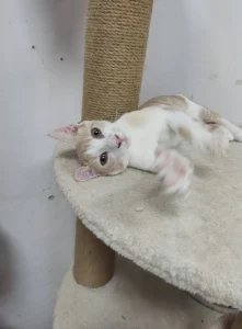 Hugo