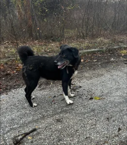 Sammy