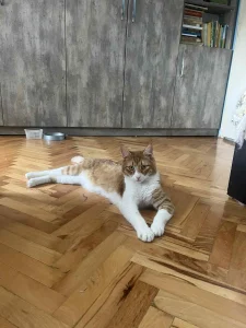 Tango