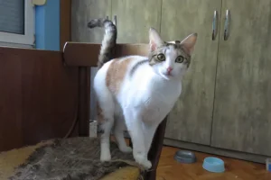 Samba