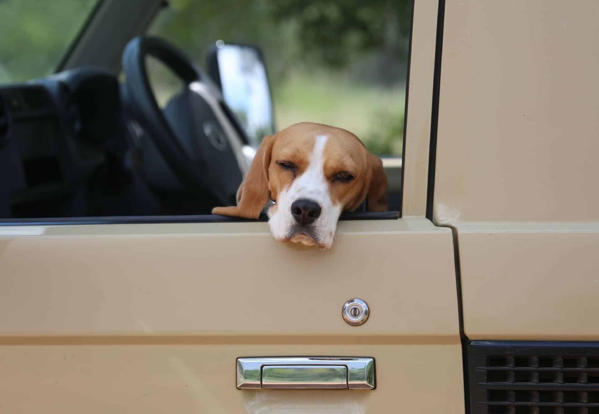 - Die besten Transportmethoden für Hunde im Auto