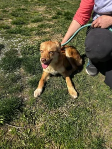 Zira
