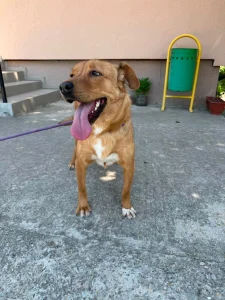 Tala
