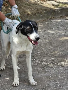 Stella