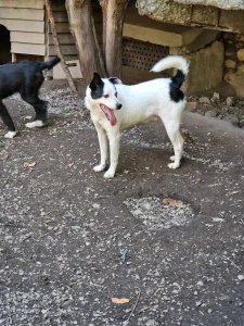Bruce