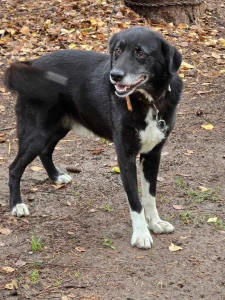Sammy