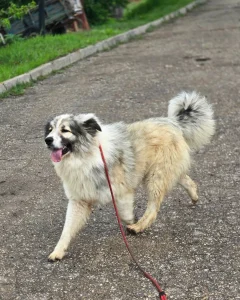Bobsi