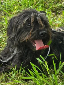 Chico