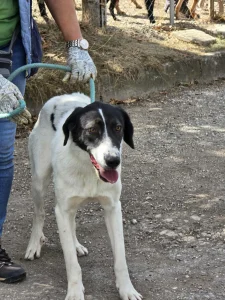 Stella