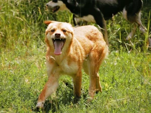 Zira