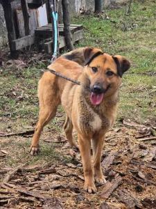 Kaya