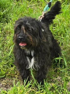 Chico