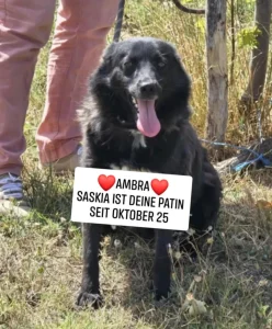 Ambra