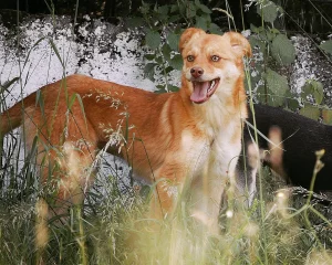 Zira
