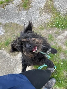 Chico