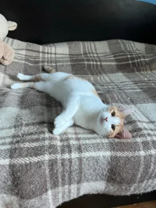 Sunny