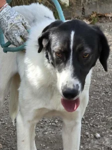 Stella