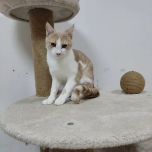 Hugo