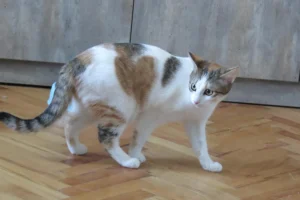 Samba
