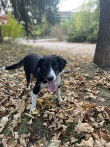 Rocky