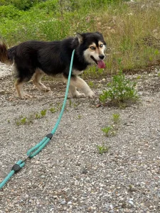 Bo