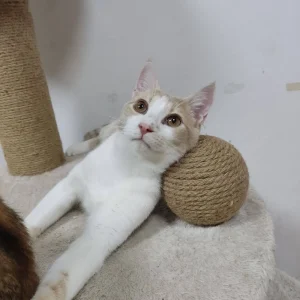 Hugo