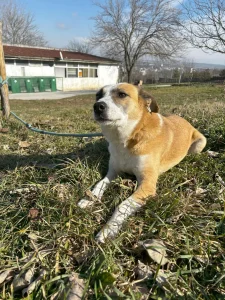 Darcy