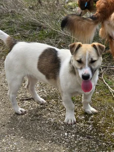 Toby