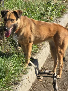 Kaya