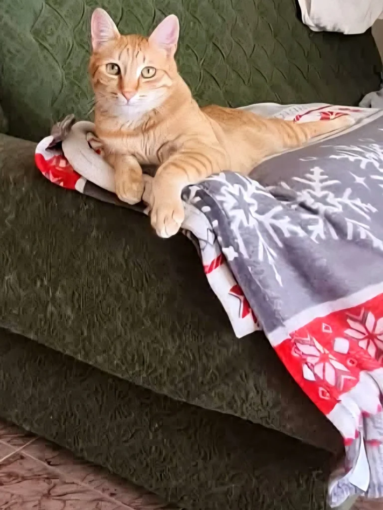 Simba