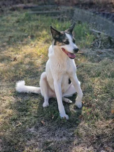 Ozmo