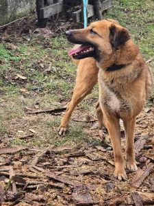 Kaya