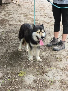 Bo