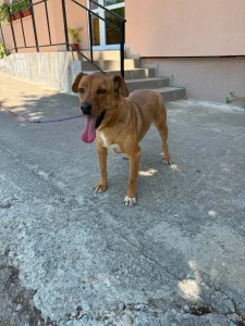 Tala