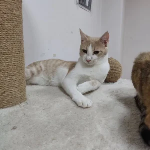 Hugo