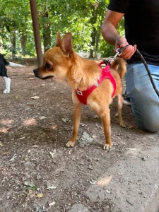 Pino
