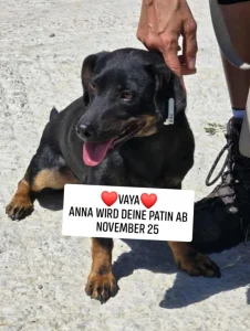 Vaya
