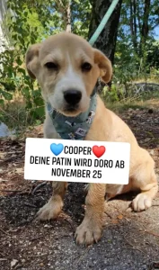 Cooper