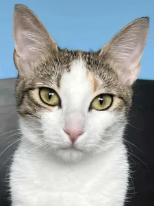 Samba